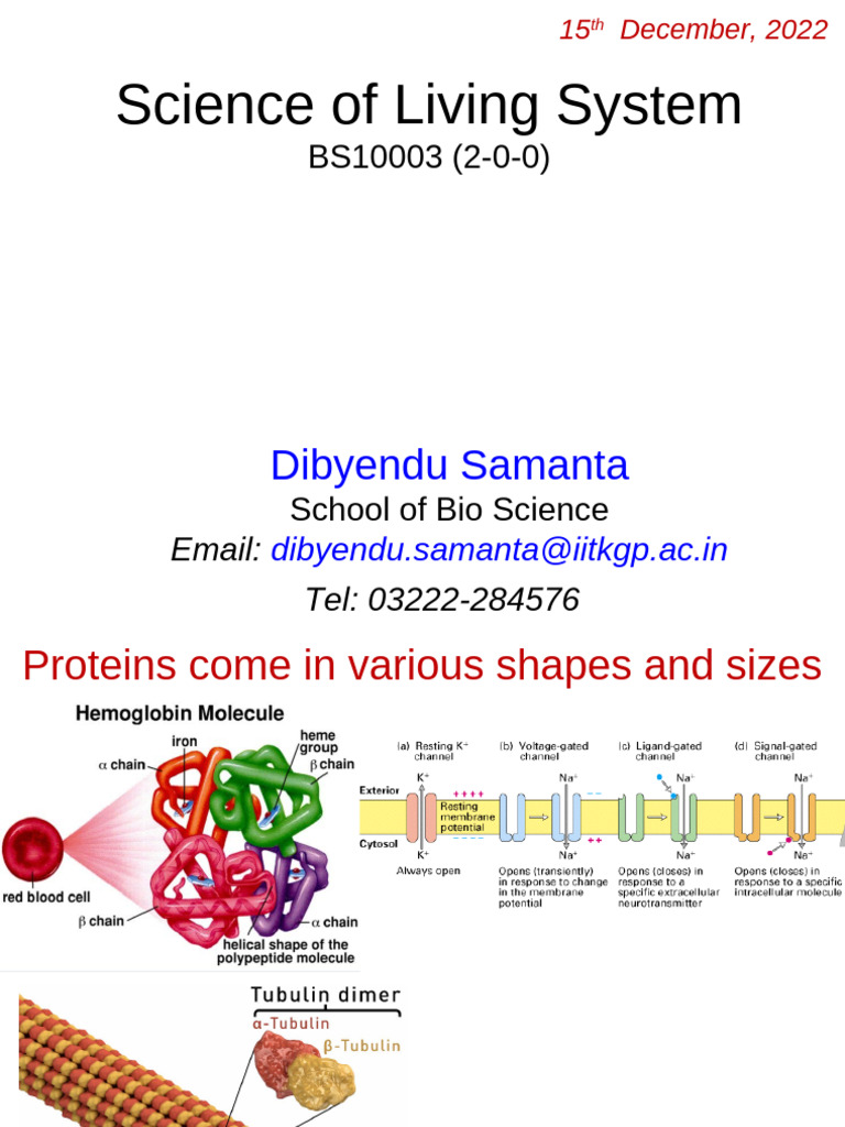 6-Protein Structure and Folding - April 2023 | PDF | Beta Sheet ...