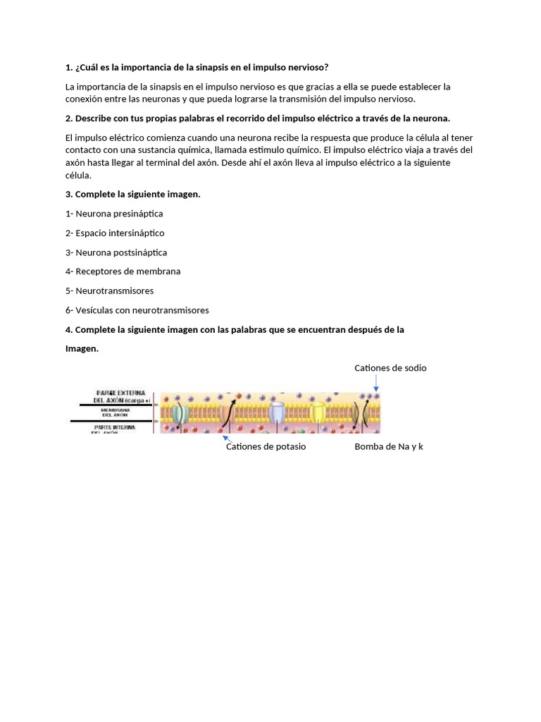 Biología Actividad Impulso Nervioso y Sinapsis | PDF