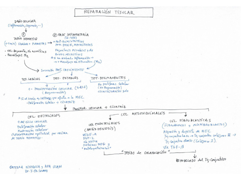 TEMA-3.-REPARACI-C3-93N-TISULAR-Y-CICATRIZACI-C3-93N | PDF