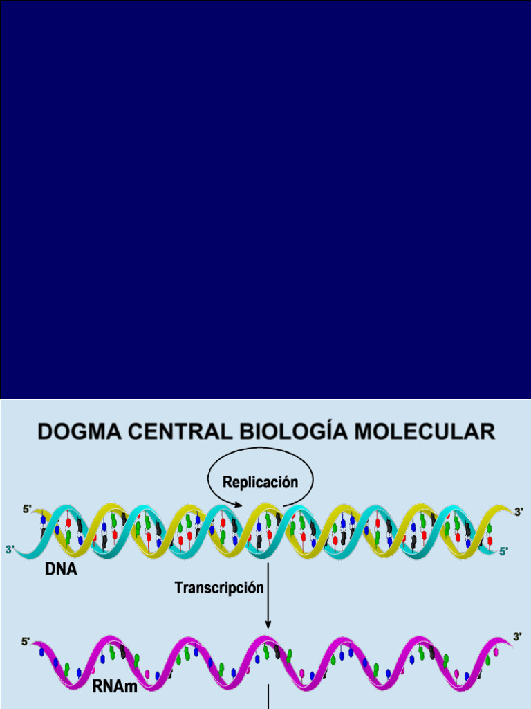 1replicación y Reparación Del Dna (1) - 2-31 | PDF | Replicación De Adn ...