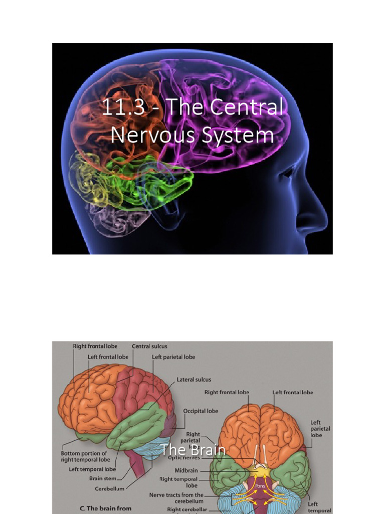 Overview of the Central Nervous System | PDF | Cerebrum | Ear