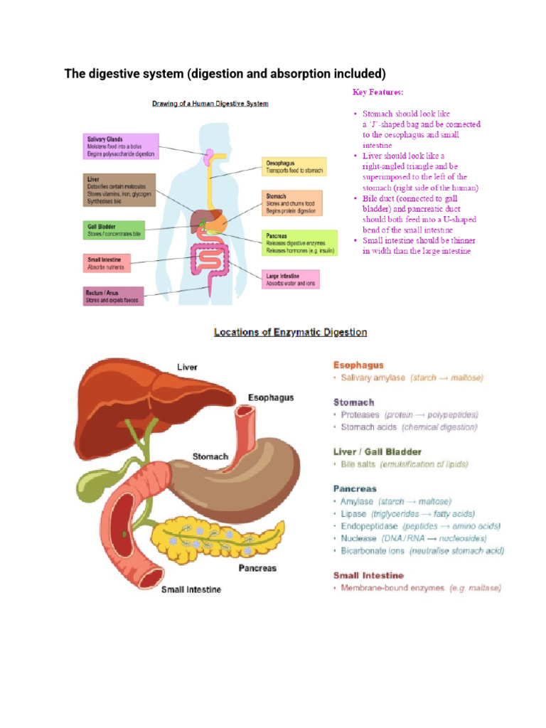Overview of Human Digestive System | PDF | Small Intestine | Heart