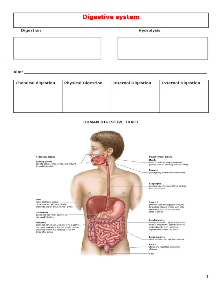 Human Digestive System Overview | PDF | Human Digestive System | Digestion