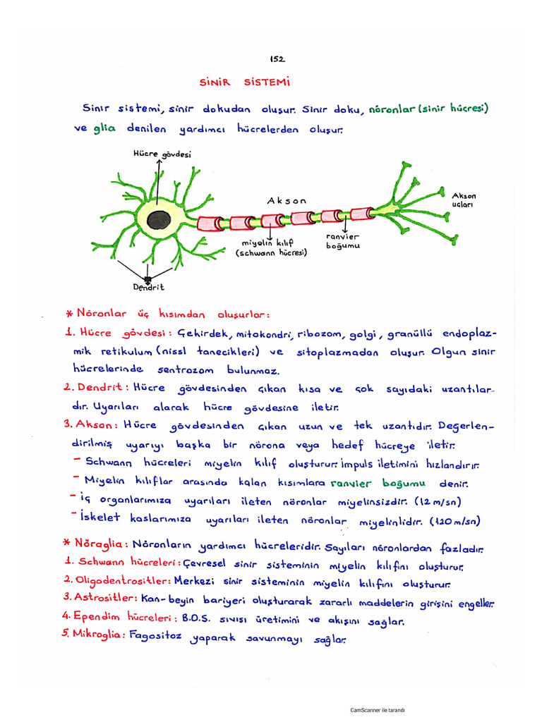 Sinir Sistemi | PDF