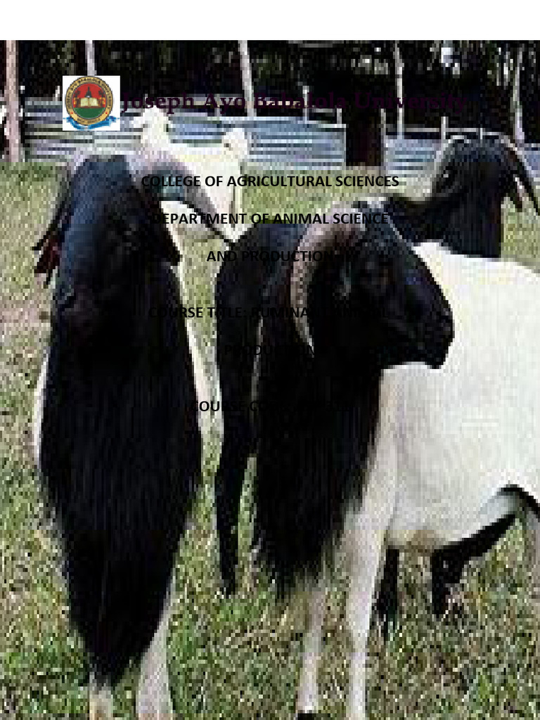 Ruminant Animal Production Overview | PDF | Ruminant | Digestion