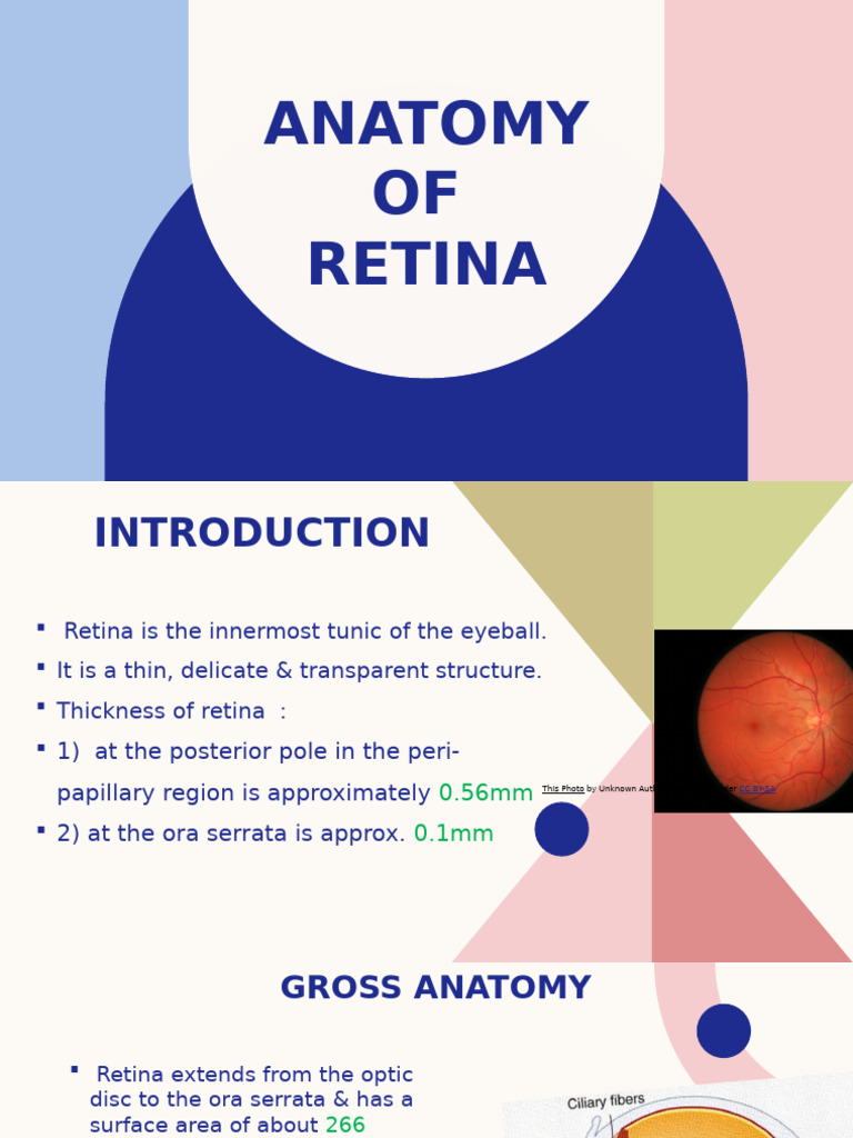 Anatomy of the Retina Explained | PDF