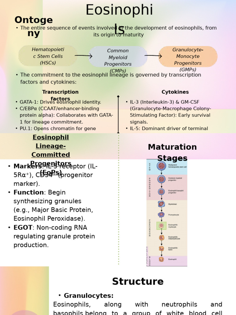 Eosinophil Development and Functions | PDF | Granulocyte | Inflammation