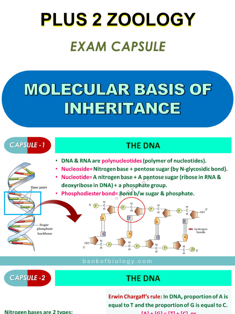 6 Molecular Basis of Inheritance - Exam Capsule PDF Slides | PDF
