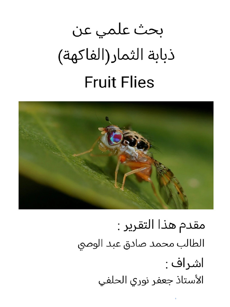 تقرير عن ذبابة الفاكهة - نسخة-2 | PDF