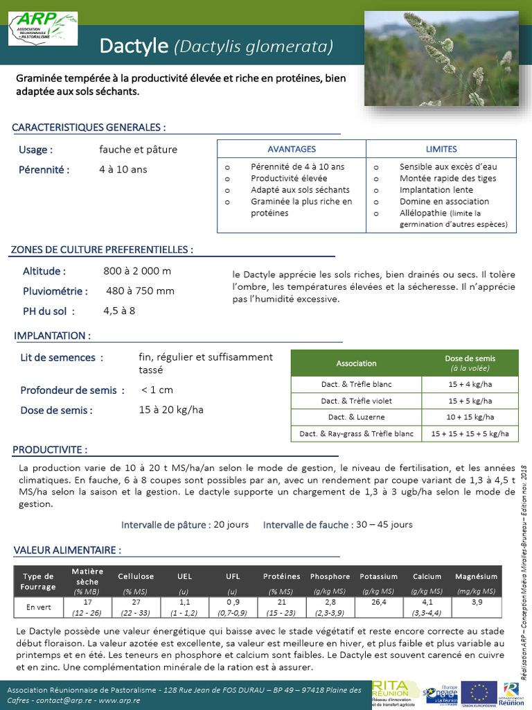 Dactyle : Graminée riche et productive | PDF | Botanique | Agriculture