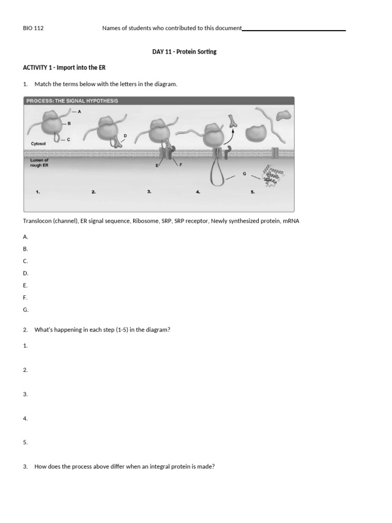 Day 11 Protein Sorting Worksheet | PDF