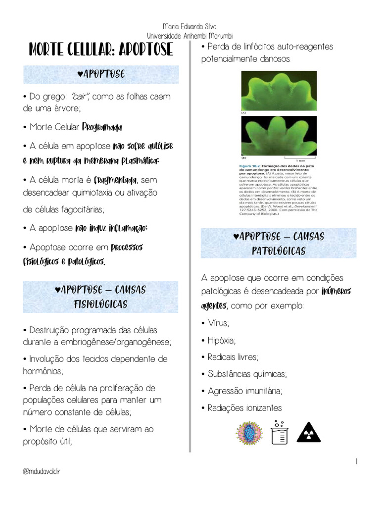 Morte Celular: Apoptose e Seus Mecanismos | PDF | Apoptose | Caspase
