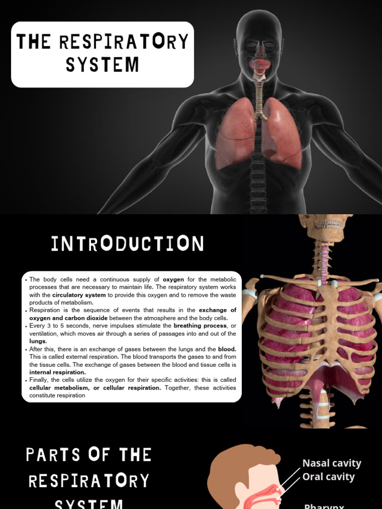 The Respiratory System 2324 | PDF | Respiratory Tract | Lung