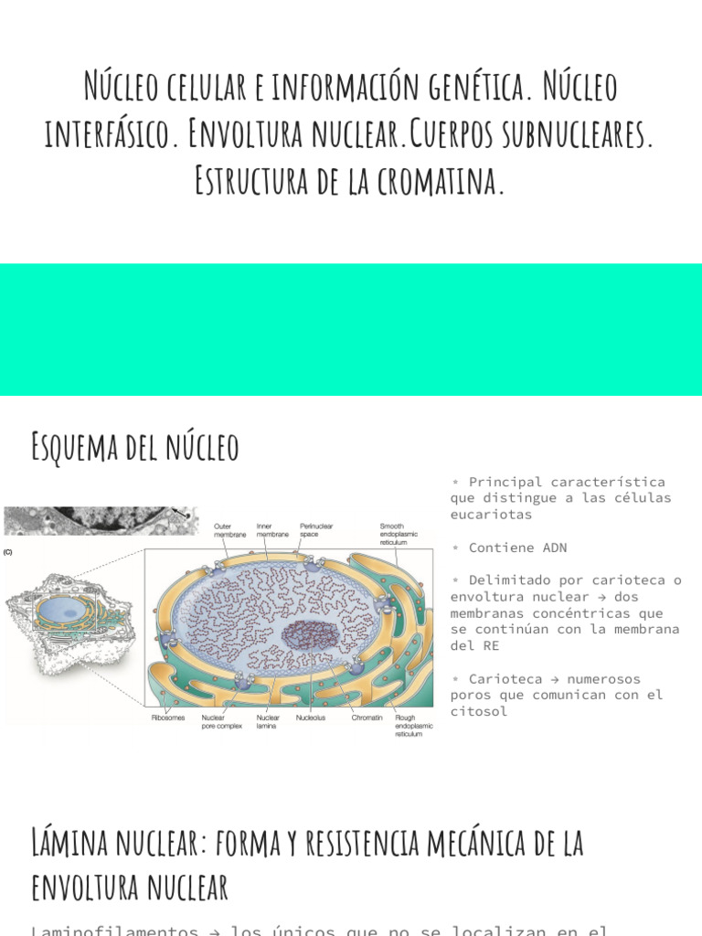 Estructura y Función del Núcleo Celular | PDF | Nucleo celular | Citoplasma