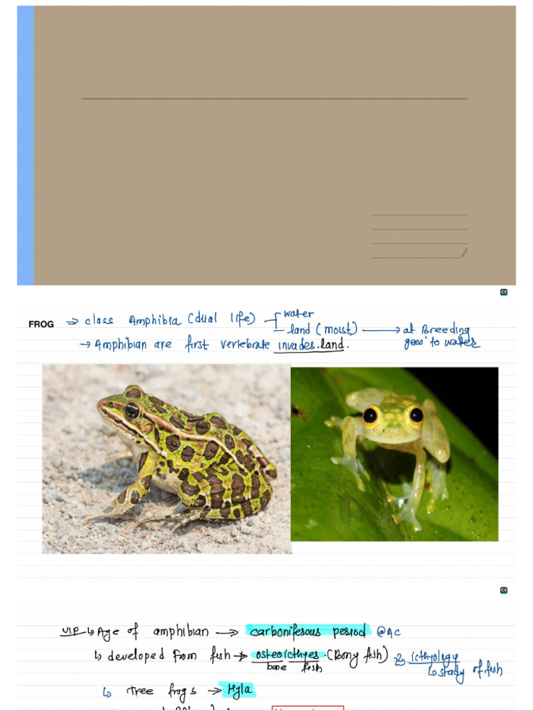 Frog | PDF