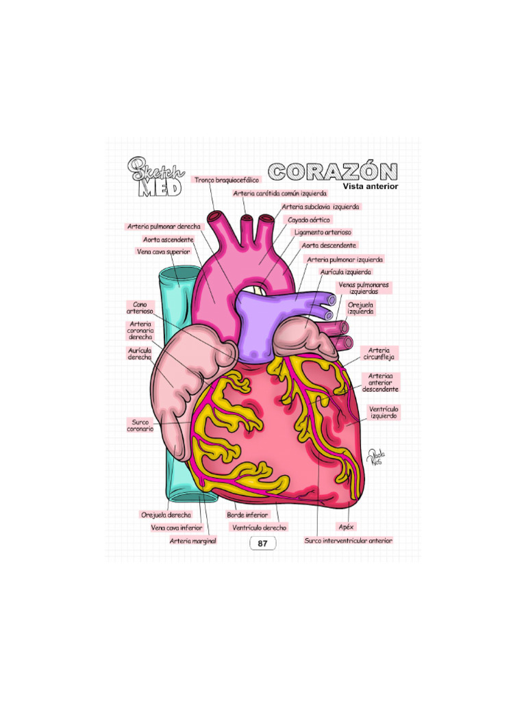 CORAZON | PDF