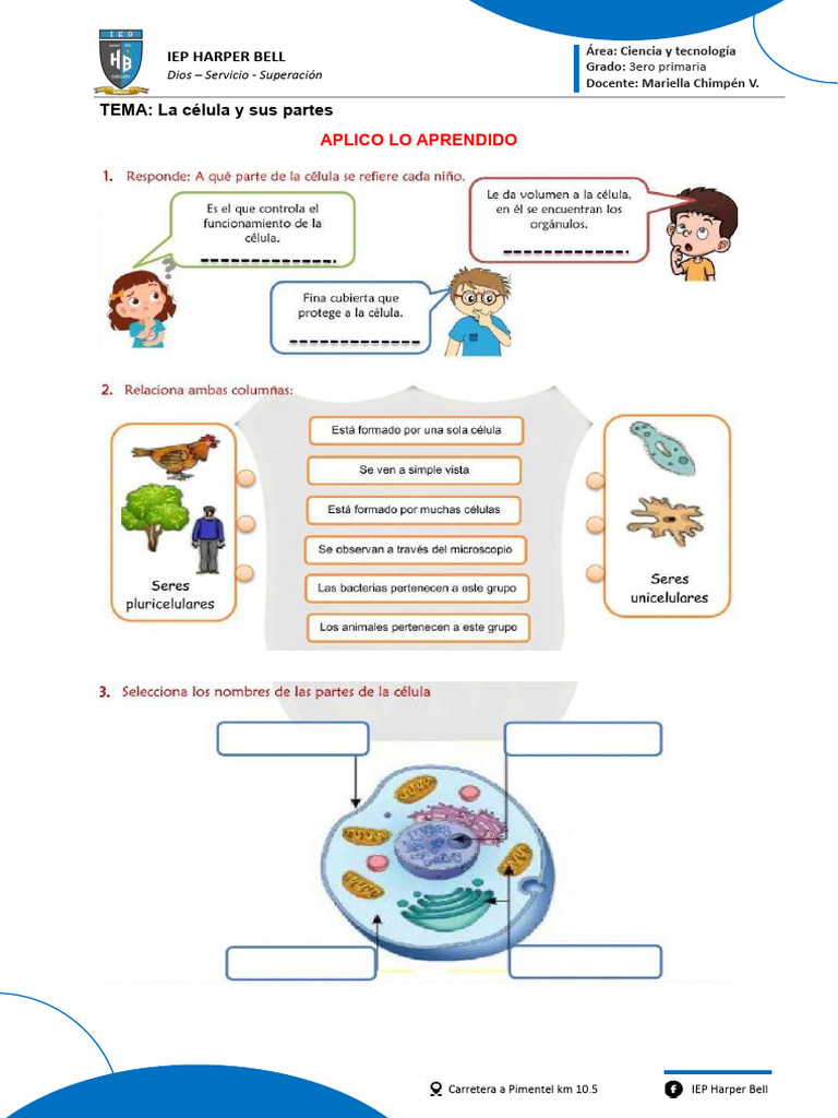 La Celula y Sus Partes | PDF