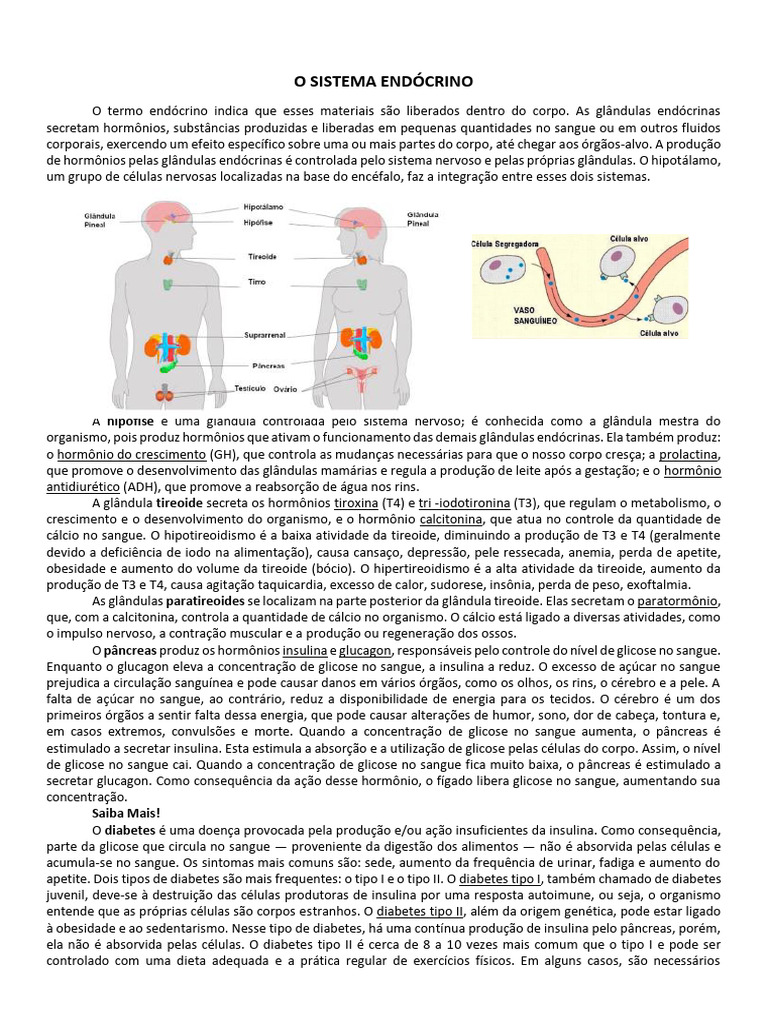 Funções e Hormônios do Sistema Endócrino | PDF | Diabetes | Sistema ...