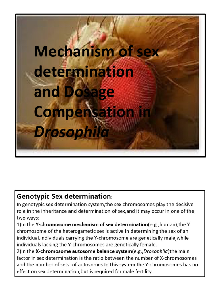 Sex Determination and Dosage Compensation in Drosophila | PDF ...