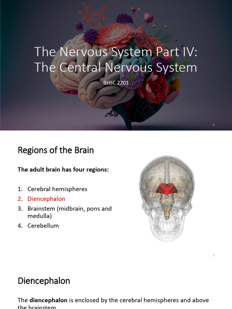 Overview of the Central Nervous System | PDF | Brainstem | Brain