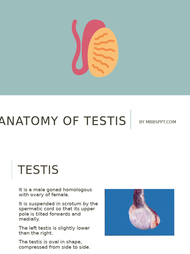 Anatomy of the Testis Overview | PDF | Testicle | Animal Anatomy