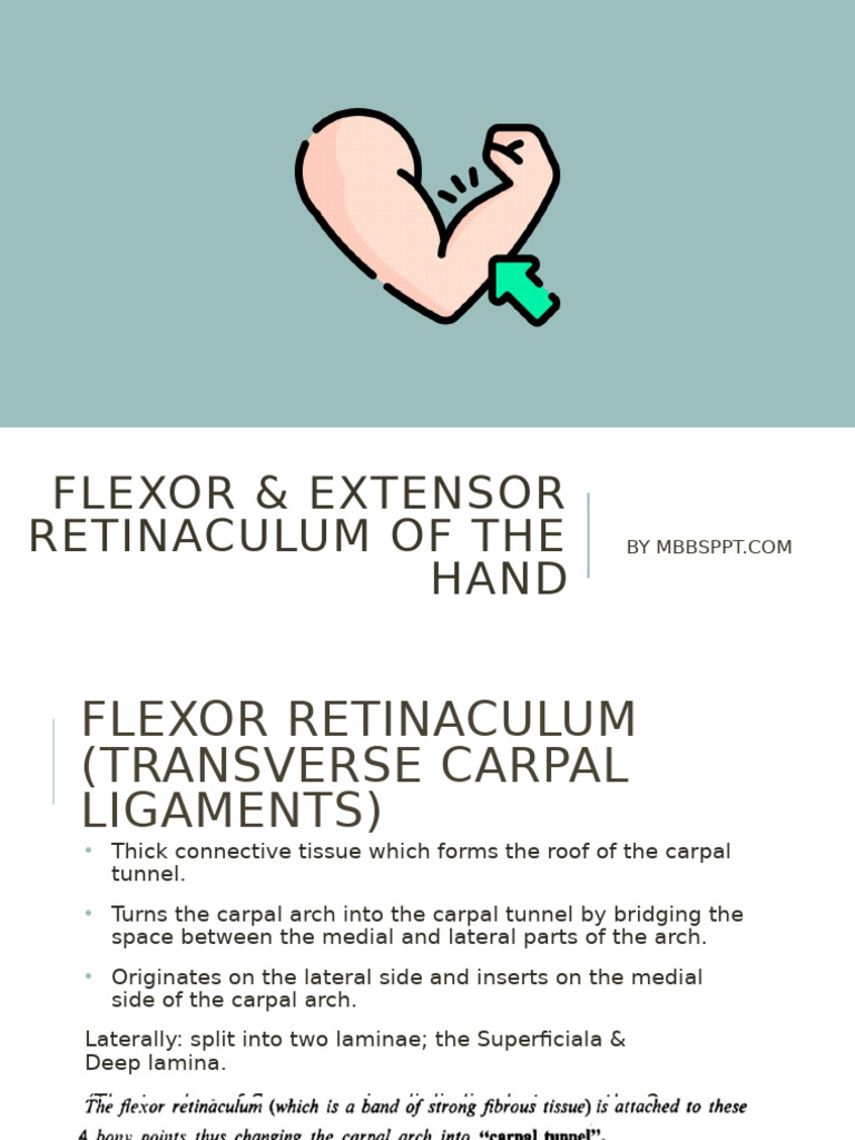 Anatomy of Hand's Retinacula | PDF | Thumb | Hand