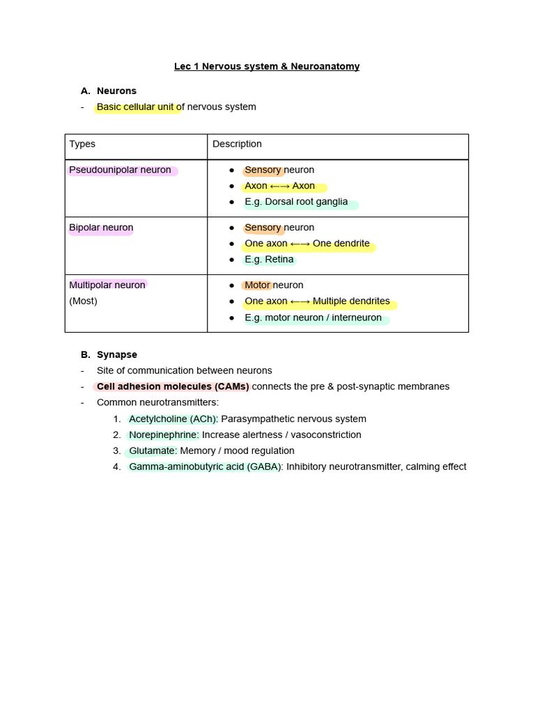 Nervous System Overview and Neuroanatomy | PDF | Central Nervous System ...