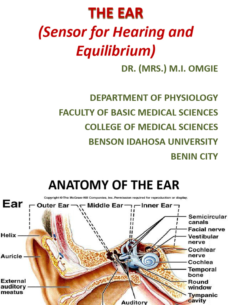 Anatomy and Function of the Ear | PDF | Auditory System | Ear