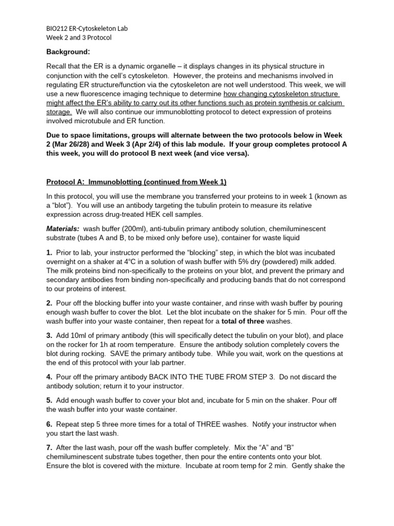 ER Cytoskeleton+Lab+Week+2+Protocol+2024 | PDF | Western Blot | Staining