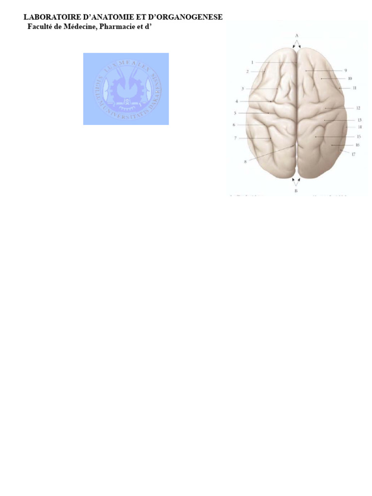 Anatomie morphologique du cerveau | PDF | Circonvolution cérébrale ...