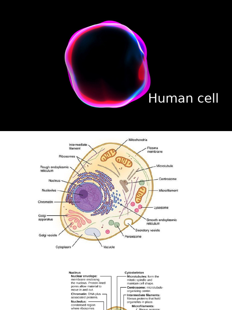 Overview of Human Cell Structure | PDF