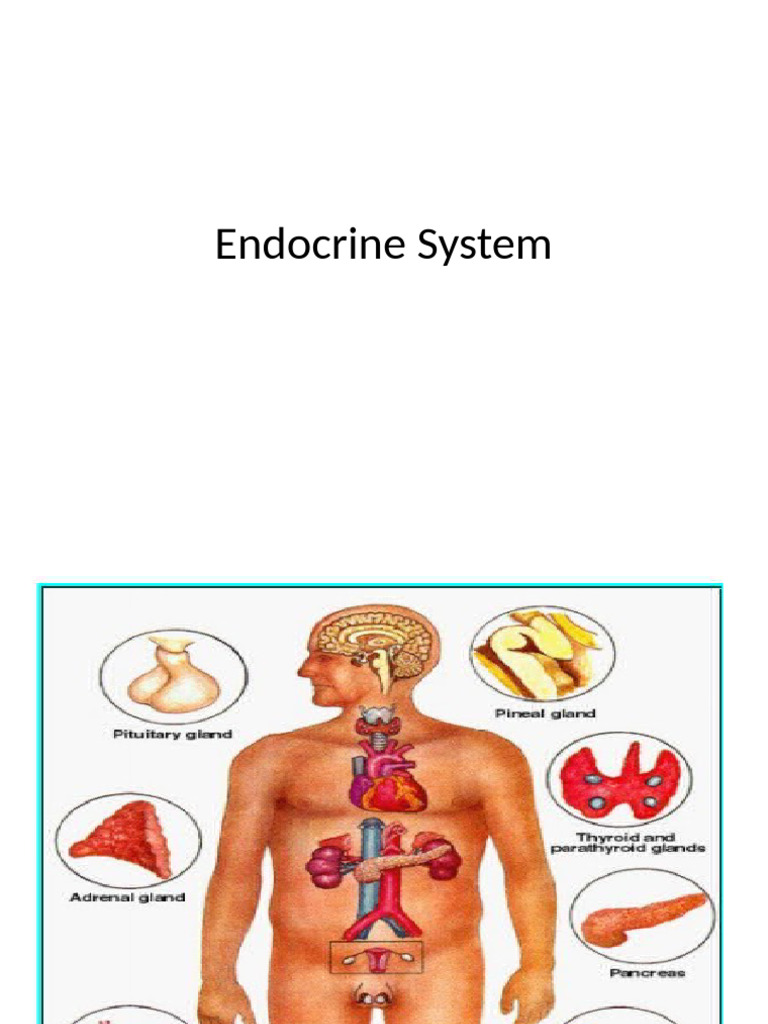 Overview of the Endocrine System | PDF