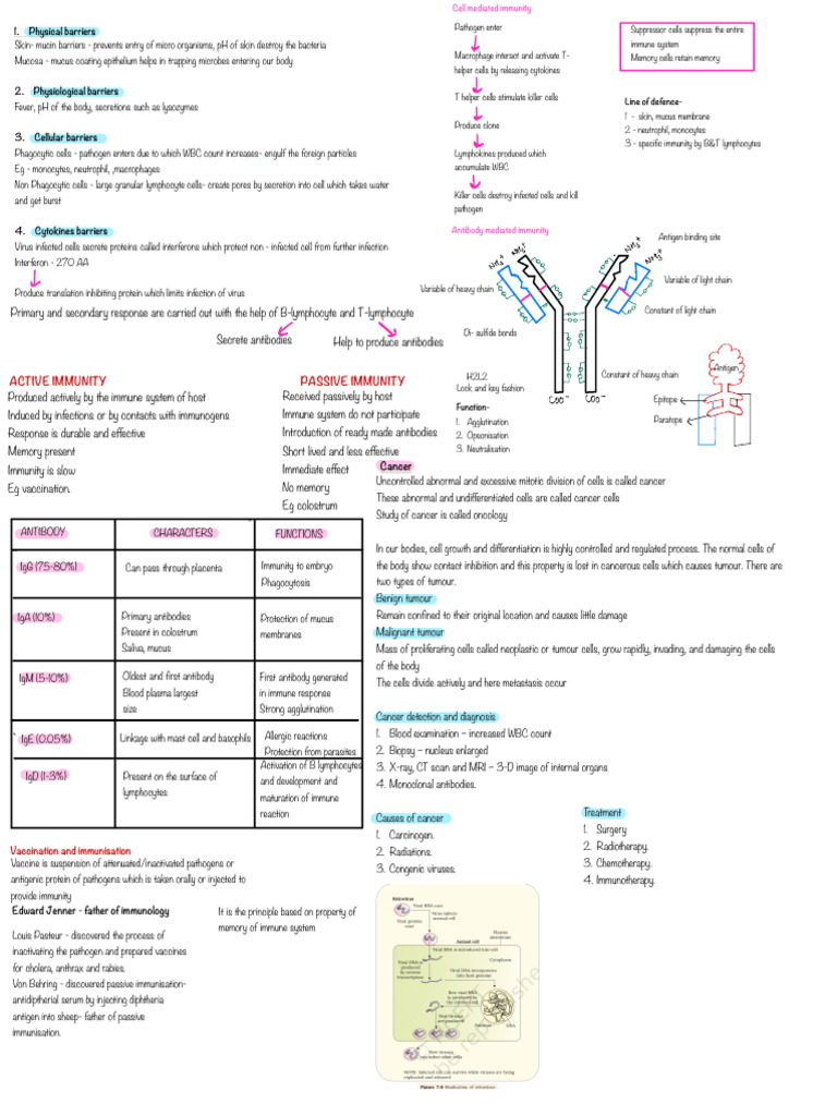 Immune System Overview and Functions | PDF | Immune System | Antibody