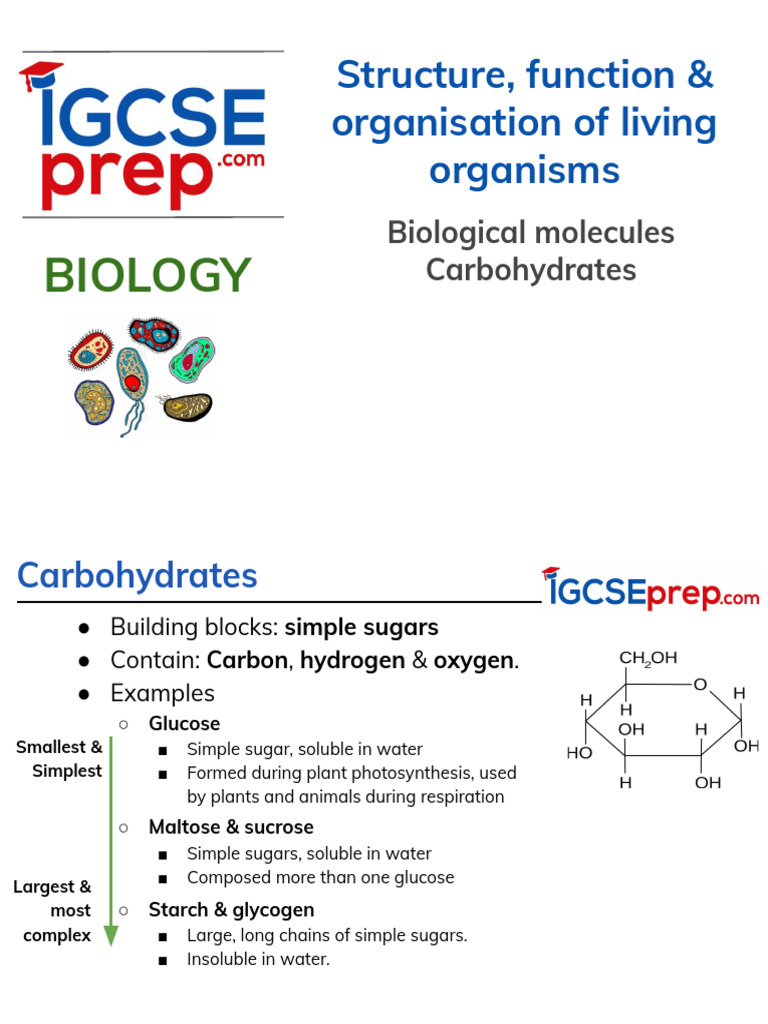 Study+guide+-+Chapter+2c+Biological+molecules+V3.0 | PDF