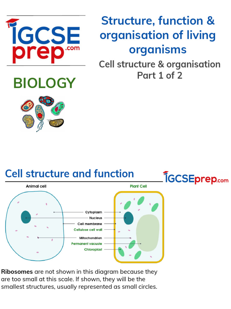 Study+guide+-+Chapter+2b+Cell+structure+%26+organisation+V3.0 | PDF ...