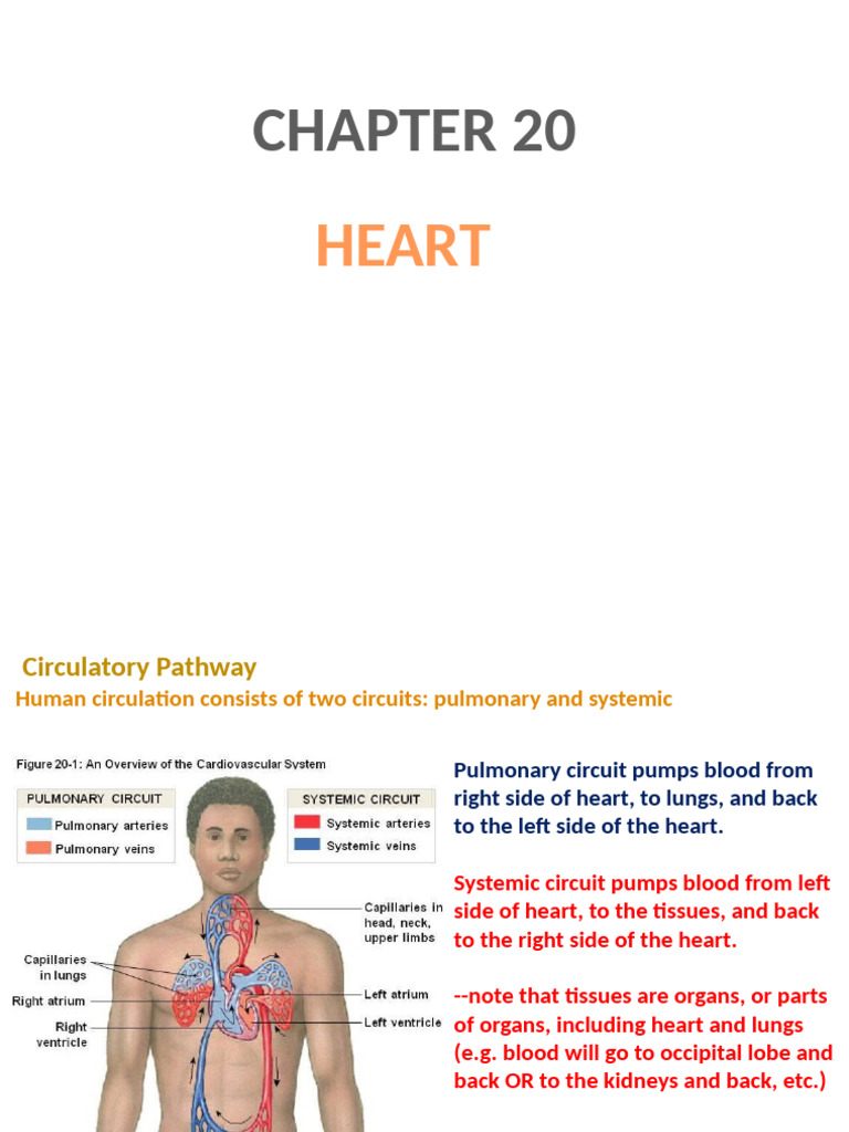 Human Circulatory System Overview | PDF | Heart | Atrium (Heart)