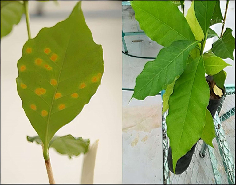 Sick Plant | PDF