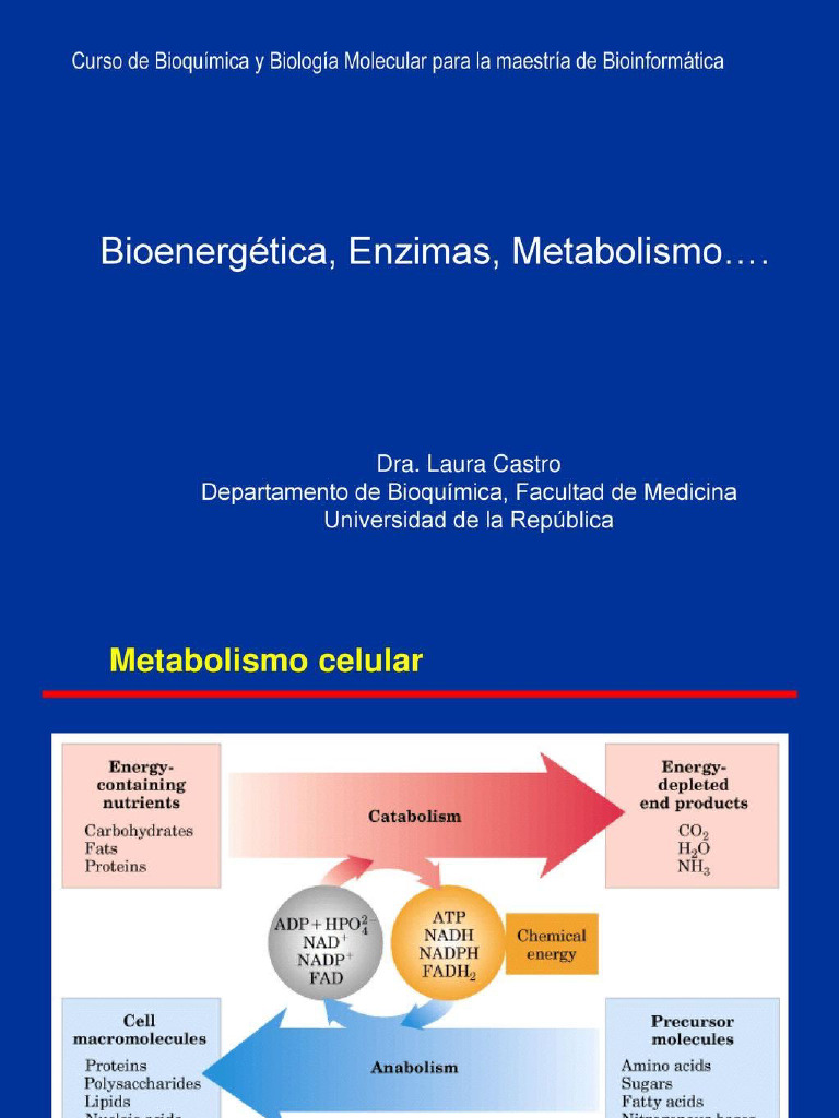 Bioenergetica Otro | PDF