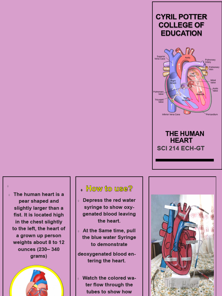 Human Heart Circulation Model | PDF