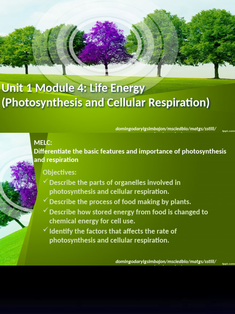 Photosynthesis Copy 2 | PDF | Photosynthesis | Nicotinamide Adenine ...
