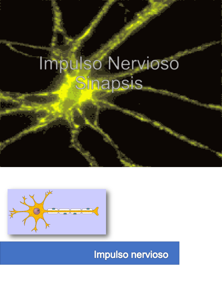 Impulso Nervioso y Sinapsis Explicados | PDF | Potencial de acción ...