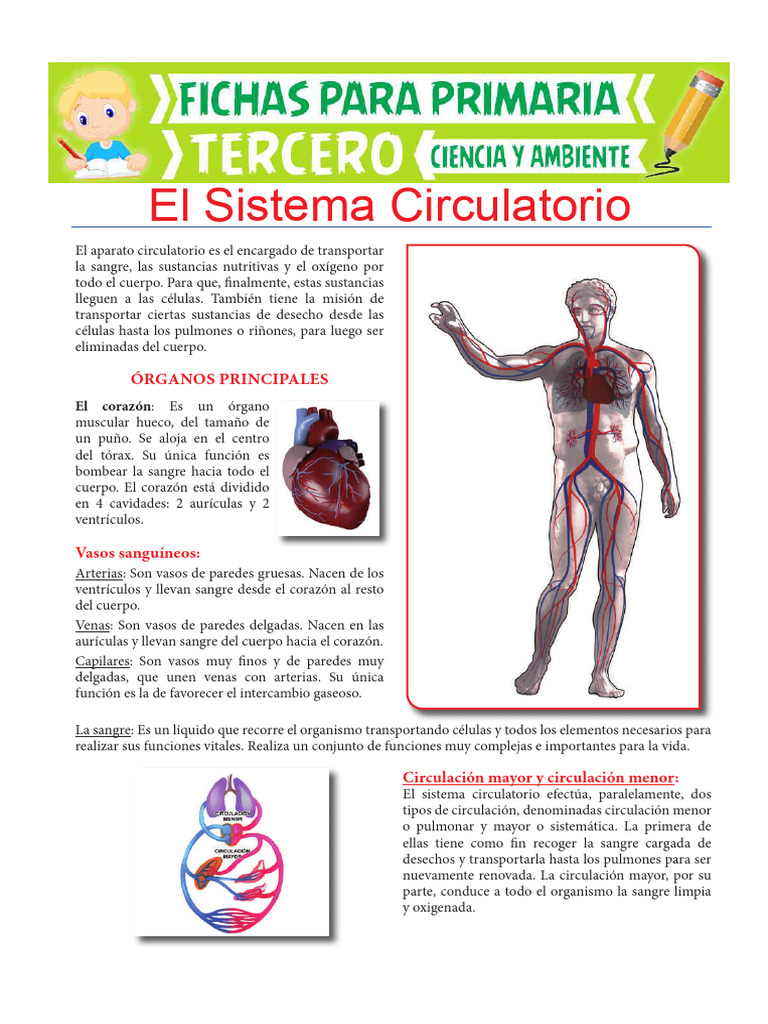 Órganos del Sistema Circulatorio | PDF | Sistema circulatorio | Corazón