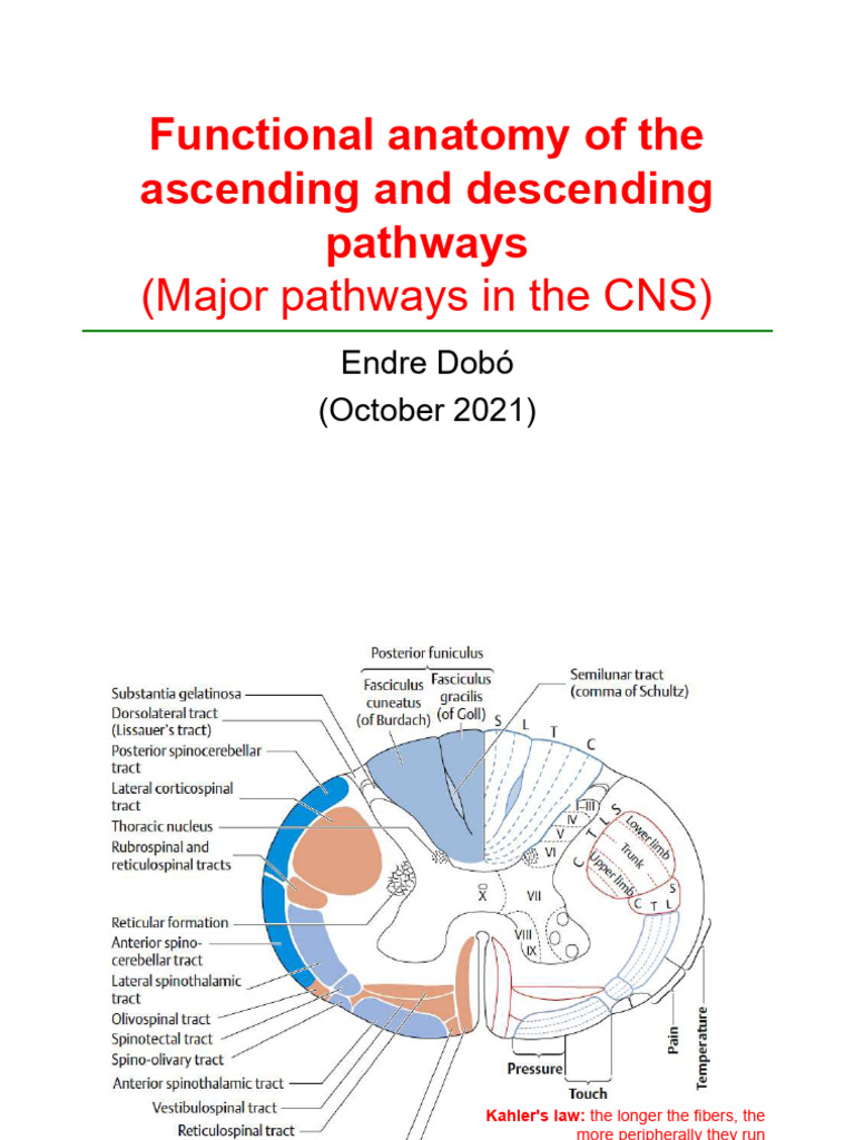 Anatomy of CNS Pathways and Tracts | PDF | Brainstem | Spinal Cord