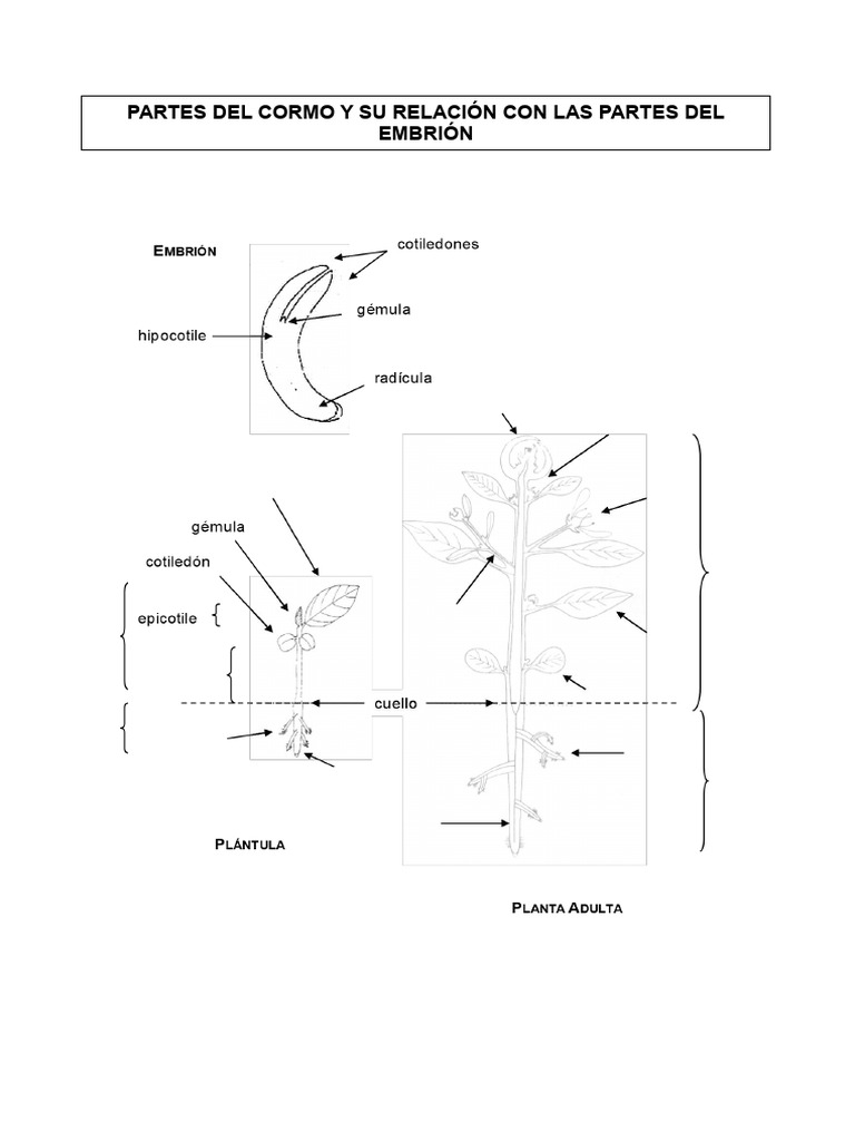 Partes del Cormo y Embrión en Botánica | PDF | Hoja | Tallo de la planta