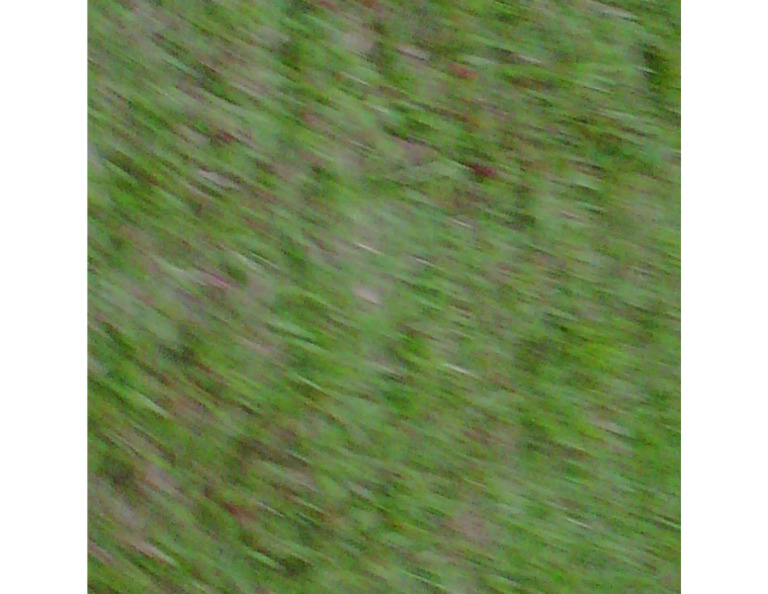 Rumput | PDF