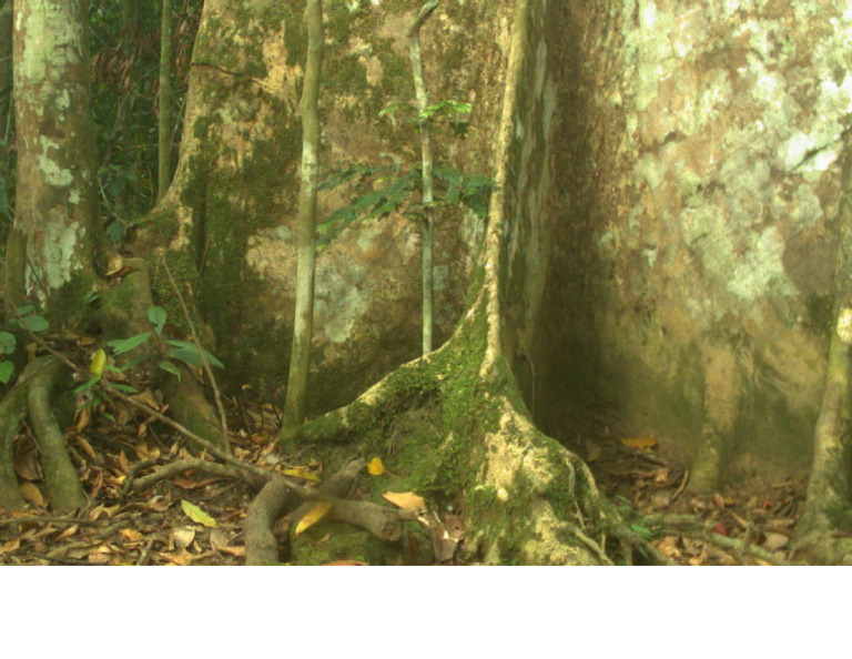 Big Tree | PDF