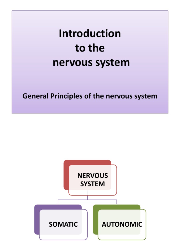 Chapter 36: Introduction To Nervous System Flashcards – NFHX