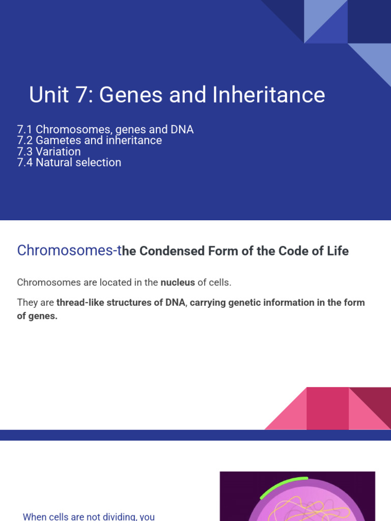 Genes, Inheritance, and Natural Selection | PDF | Gene | Chromosome