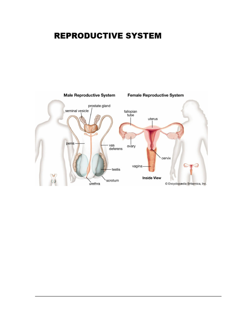 Anatomy and Functions of the Reproductive System | PDF | Menstrual ...