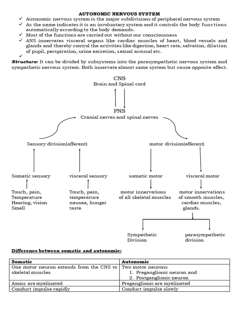 Overview of Autonomic Nervous System | PDF | Autonomic Nervous System ...